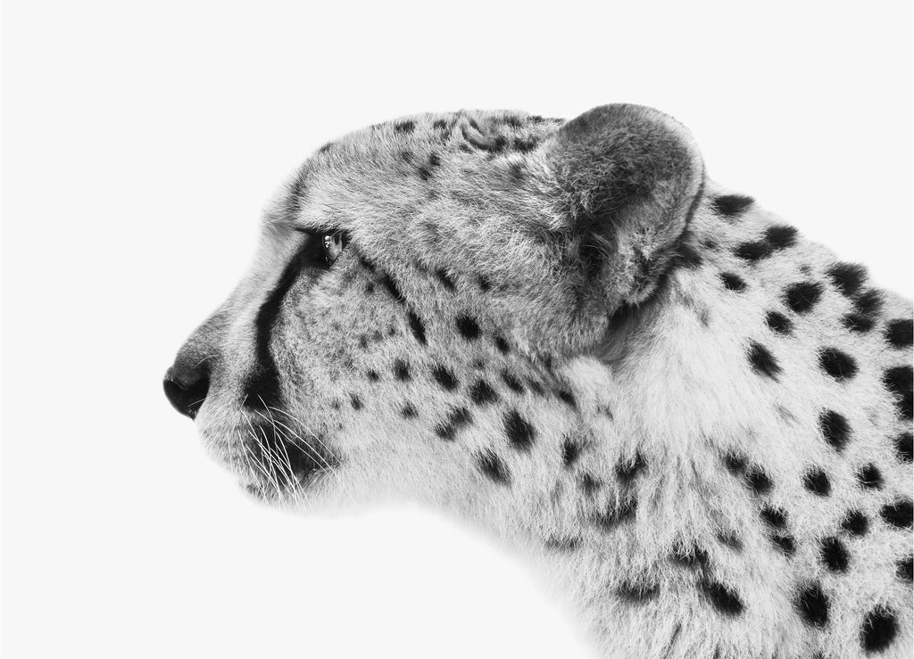 Charlie, Cheetah :: Framed Print (Edition 2/50)