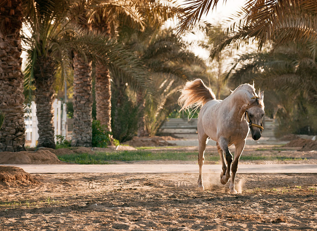 Arabian In The Palms