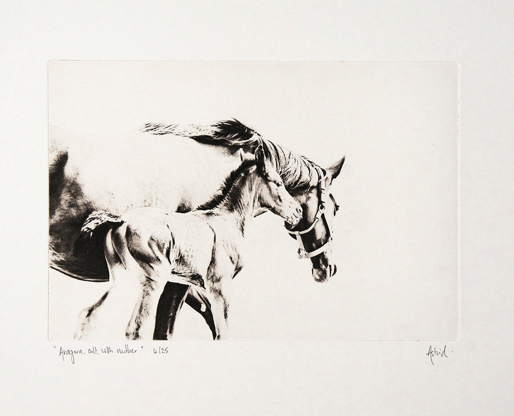 Aragorn, Colt, With Mother :: Photogravure Etching