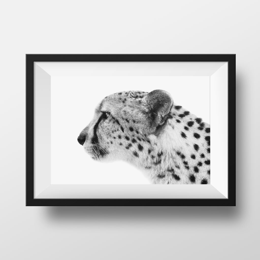 Charlie, Cheetah :: Framed Print (Edition 2/50)
