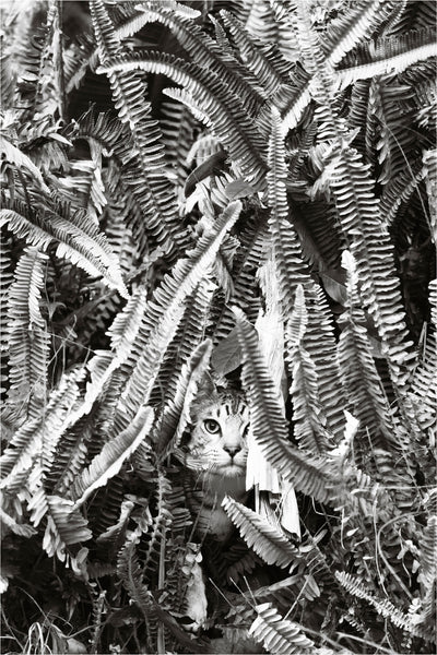 Jungle Cat :: Edition 1/10 :: 28 x 40in