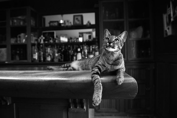 Savannah Cat - Cocktail Hour