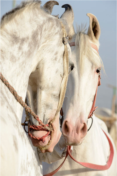 Two Grey Marwari Stallions