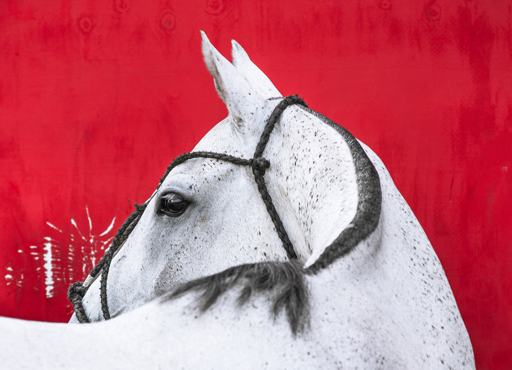 Polo Pony On Red :: Fine Art Print